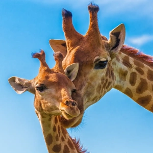 Construction starts at the Cheyenne Mountain Zoo Giraffe enclosure