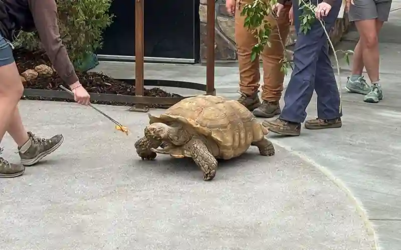 Chobe, the Cheyenne Mountain Zoo's African Tortoise, walking up the new zoo entrance